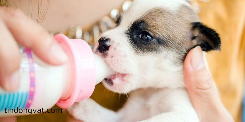 Lưu ý tránh dùng sữa cho chó con sai cách