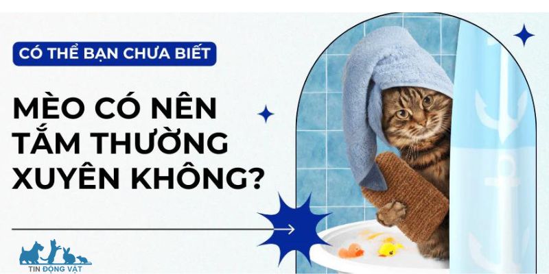 Lý do mèo cần được tắm thường xuyên 