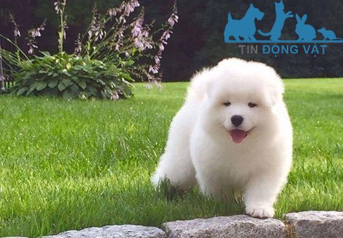 cách nuôi chó samoyed 2 tháng tuổi