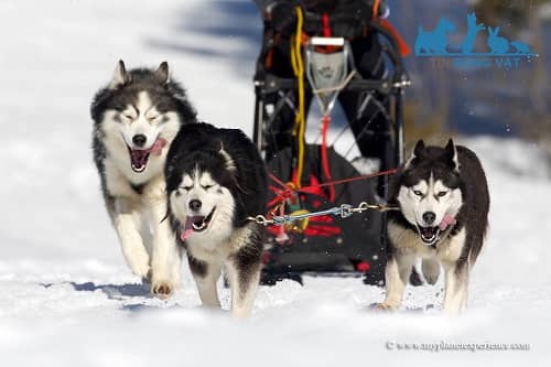 phân biệt chó alaska và husky