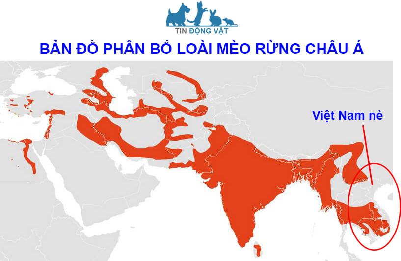 bản đồ phân bổ mèo rừng châu á