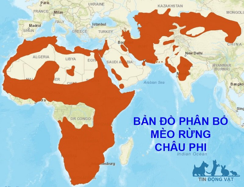 bản đồ phân bổ mèo rừng châu phi