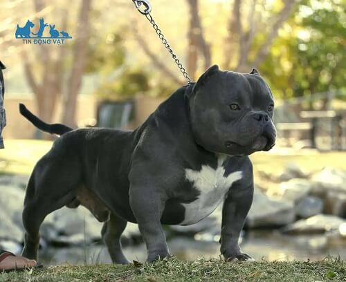 chó exotic bully