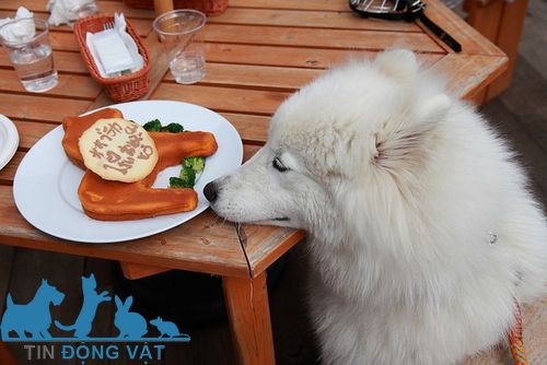 chó samoyed ăn gì