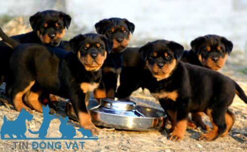 bán chó rottweiler thuần chủng