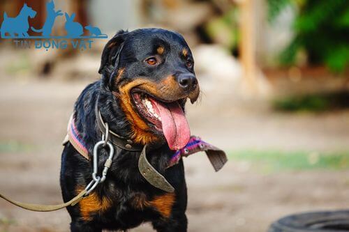 chó rottweiler giá rẻ