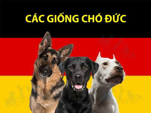 các giống chó đức