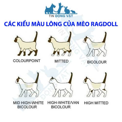 các kiểu màu lông mèo ragdoll