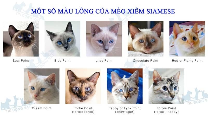 các kiểu màu lông của mèo siamese