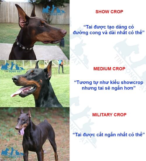 các kiểu cắt tai chó doberman