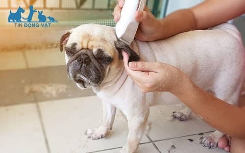 chó pug rụng lông phải chữa thế nào?