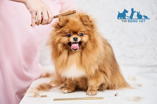 chăm sóc chó phốc sóc pomeranian