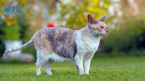 cách nuôi và chăm sóc mèo Cornish Rex