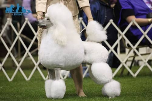 kiểu lông chó poodle English saddle cut