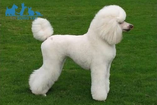 tạo hình kiểu lông chó poodle hiện đại