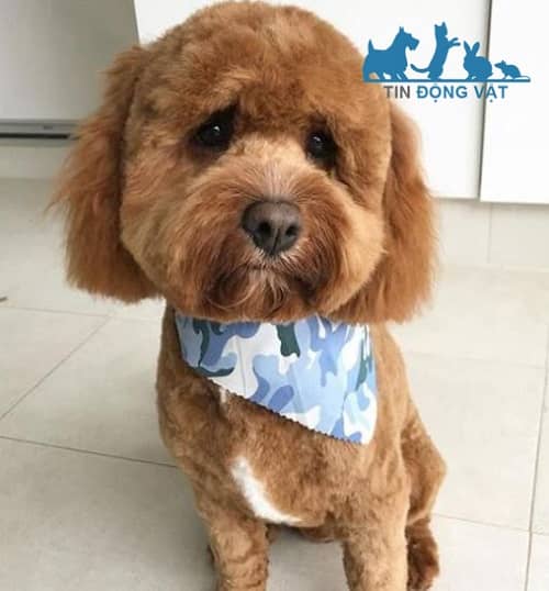 tỉa lông chó poodle kiểu teddy bear