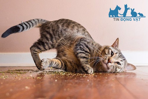 catnip có nguy hiểm cho mèo không