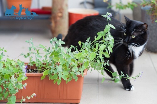 mèo không phê catnip do gen