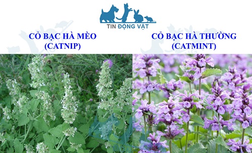 catnip khác gì catmint