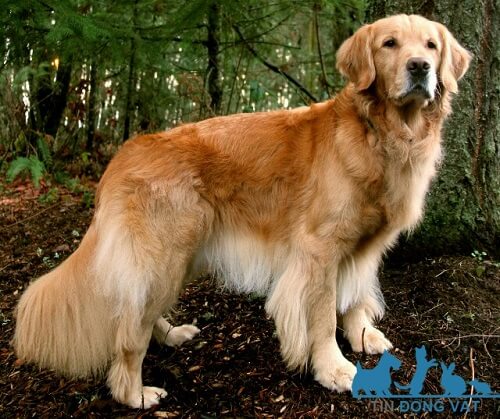 chó golden retriever