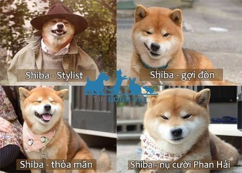 chó shiba cười