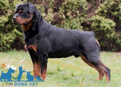 mua chó rottweiler