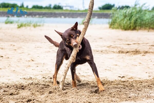 chăm sóc chó kelpie