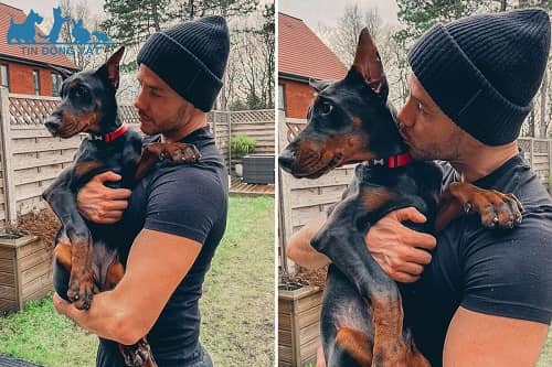 chăm sóc tai chó doberman sau khi cắt