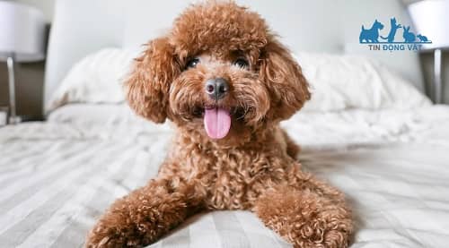 giá chó poodle hà nội