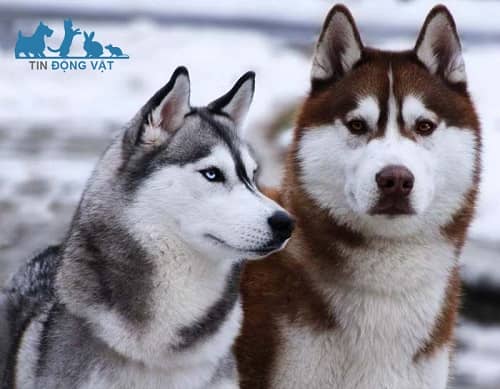 chó alaska và husky con nào ngầu hơn