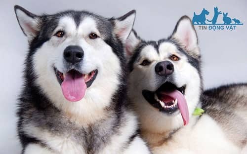 chó husky và alaska con nào đắt hơn