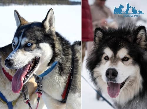 chó alaska và husky khác nhau chỗ nào