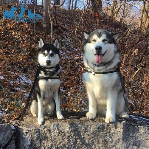 chó alaska và husky khác nhau như thế nào