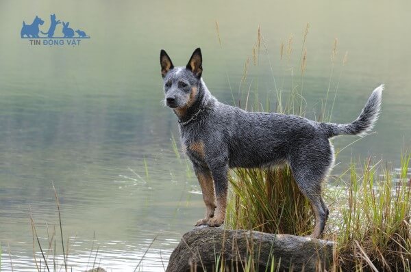 giống chó chăn cừu Australian Cattle Dog