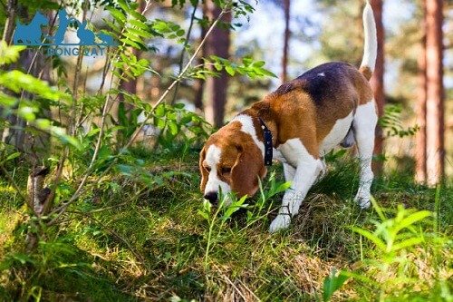 chó beagle hcm