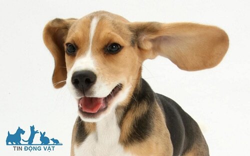 chó beagle giá rẻ