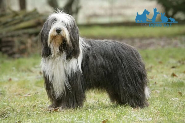 chó collie râu dài chăn cừu