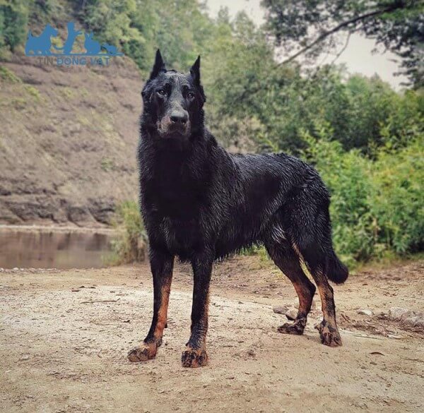 Chó chăn cừu Beauceron