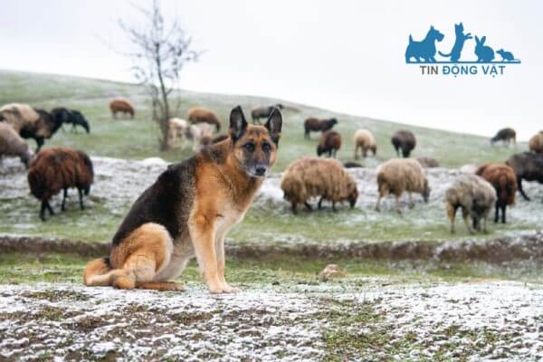 chó chăn gia súc đức German Shepherd