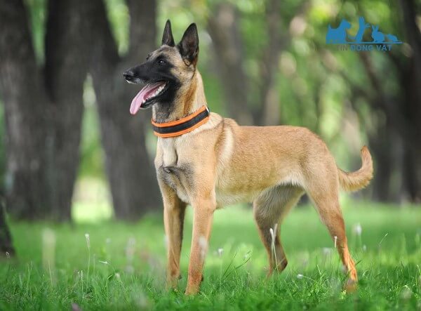 chó chăn cừu Belgian Malinois