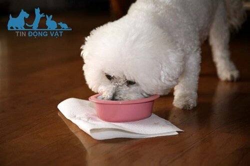 chó bichon có rụng lông không