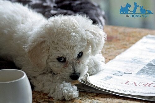 bán chó bichon frise hà nội