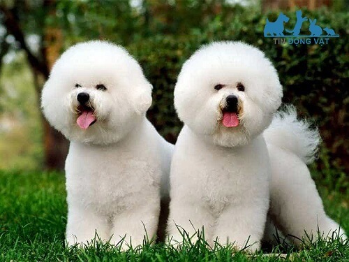 giống chó bichon frise trắng