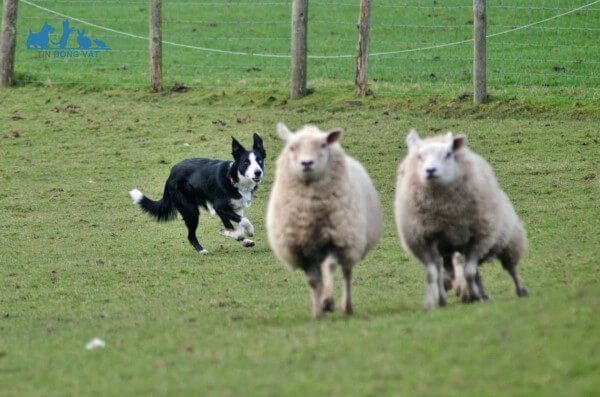 chó chăn cừu border collie