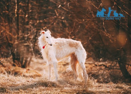 Chó Borzoi của nga