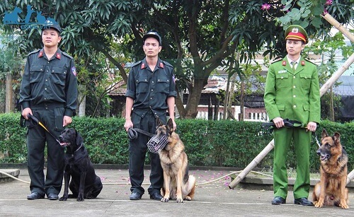 bán chó nghiệp vụ tại hà nội