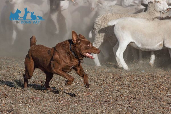 chó Australian Kelpie chăn cừu