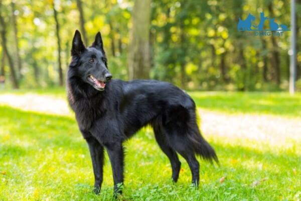 chó chăn gia súc Belgian Shepherd