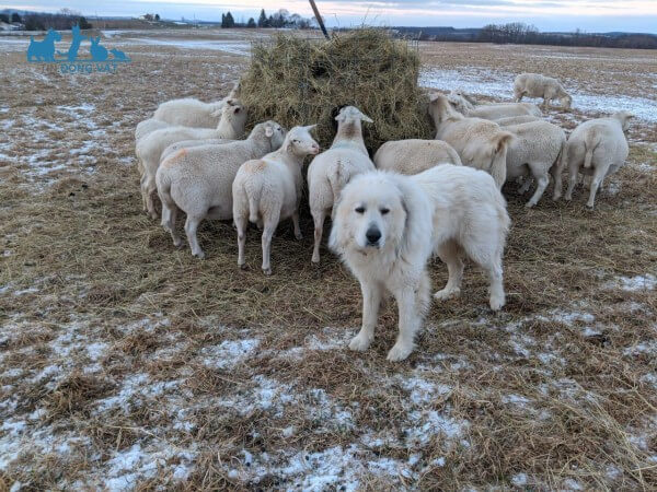 chó Great Pyrenees chăn cừu