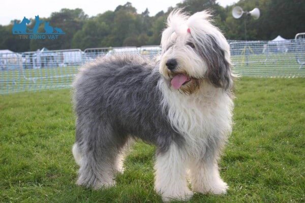 chó Old English Sheepdog chăn cừu